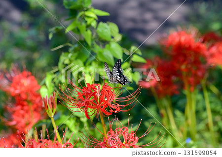 Swallowtail butterfly and Higanbana 131599054