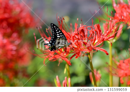 Swallowtail butterfly and Higanbana 131599059