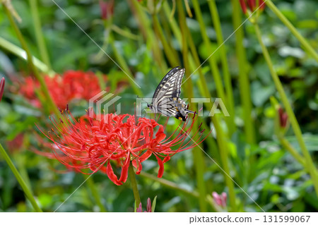 Swallowtail butterfly and Higanbana 131599067