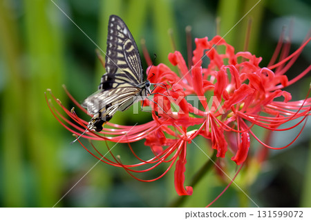 Swallowtail butterfly and Higanbana 131599072