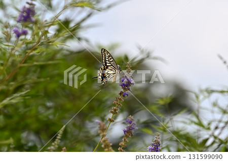 Swallowtail butterfly Swallowtail butterfly 131599090