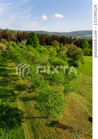 Fruit trees in beautiful orchard, traditional organic farming, healthy lifestyle concept, green grass, White Carpathians, Czech and Slovak republic border, sunny summer day, clear blue sky Fruit trees in beautiful orchard, traditional organic farming, healthy lifestyle concept, green grass, White Carpathians, Czech and Slovak republic border, sunny summer day, clear blue sky 131599126