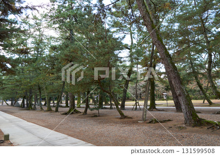 Izumo Taisha pine的做法 131599508