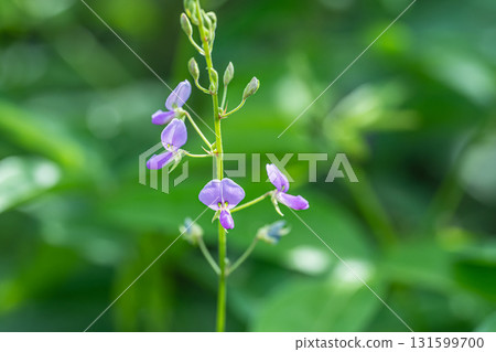 Alecid nisubitohagi 131599700