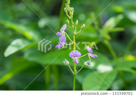 Alecid nisubitohagi Alecid nisubitohagi 131599701