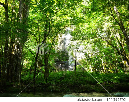 Shiraito Falls surrounded by fresh greenery 131599792