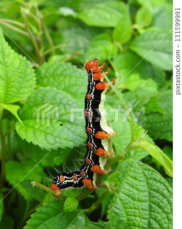 Larva of "Arcte coerula" that eats leaves of ramie 131599991