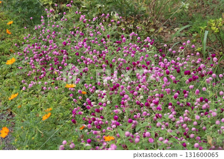 Pink crape flowers and orange cosmos flowers blooming in an autumn park 131600065