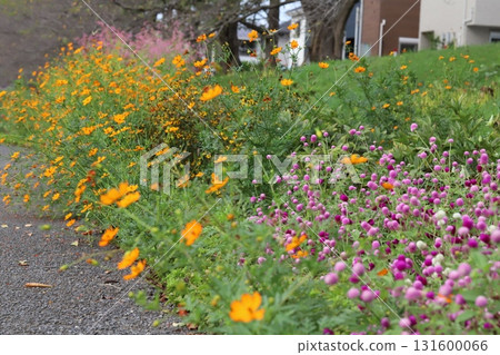Pink crape flowers and orange cosmos flowers blooming in an autumn park 131600066
