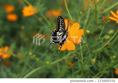 一隻燕尾蝶在秋季公園裡從盛開的橙黃色波斯菊中吸食花蜜 131600550