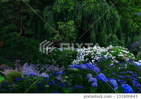 Blue hydrangea Blue hydrangea 131600643
