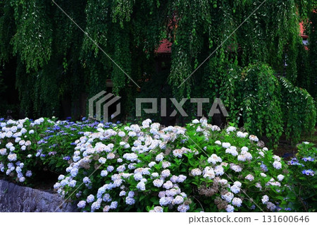 藍色繡球花 131600646