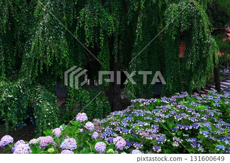 藍色繡球花 131600649