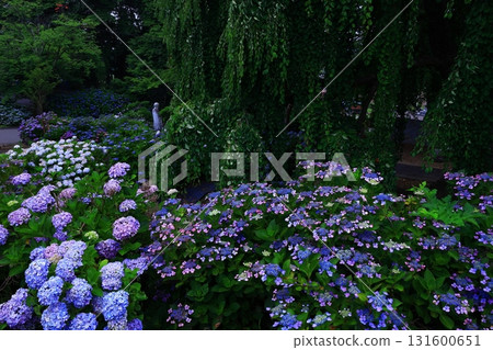 藍色繡球花 藍色繡球花 131600651