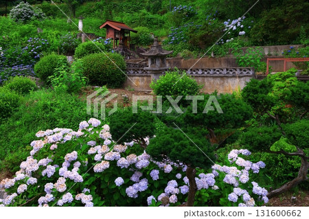 藍色繡球花 131600662