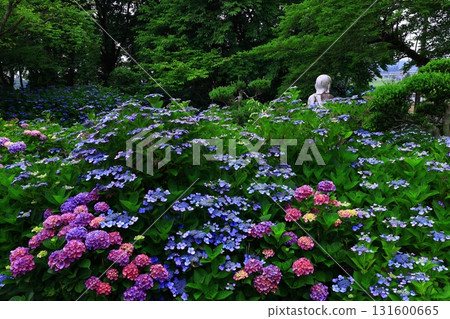 藍色繡球花 131600665