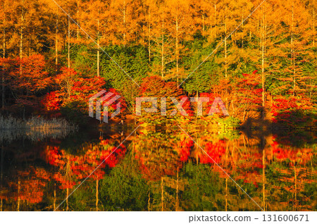 下諡訪町和泉湖的秋葉 131600671