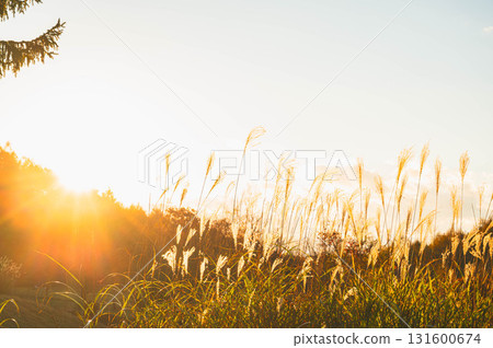 Japanese pampas grass illuminated by the setting sun in late autumn Japanese pampas grass illuminated by the setting sun in late autumn 131600674