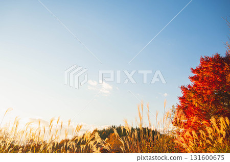 Japanese silver grass and autumn leaves at sunset in late autumn at Lake Izumi 131600675