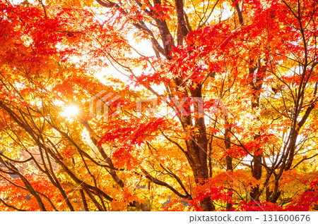 Vivid autumn leaves at Lake Izumi Vivid autumn leaves at Lake Izumi 131600676