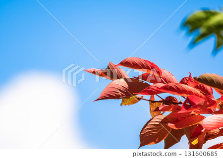 Leaves of autumn leaves cherry blossoms Leaves of autumn leaves cherry blossoms 131600685