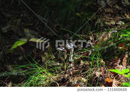 False silverleaf blooms in autumn False silverleaf blooms in autumn 131600688