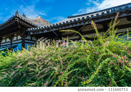Hagi flowers and Gokurakubo Main Hall at Gangoji Temple, Nara City, Nara Prefecture 131600753