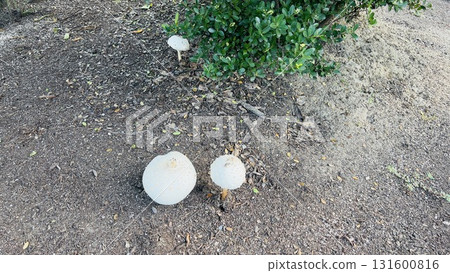 Golf ball-shaped mushrooms growing in Peace Memorial Park 131600816