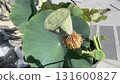 Bud of lotus 131600827