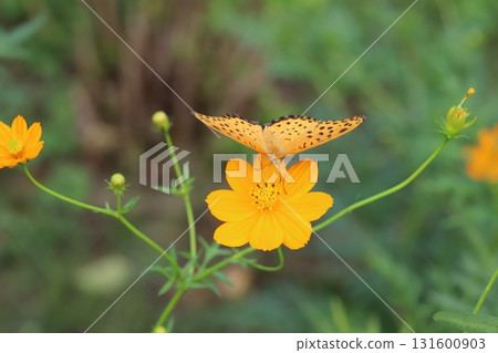 一隻雄性印度貝母蝴蝶從秋季公園盛開的橙黃色波斯菊花中吸食花蜜 一隻雄性印度貝母蝴蝶從秋季公園盛開的橙黃色波斯菊花中吸食花蜜 131600903