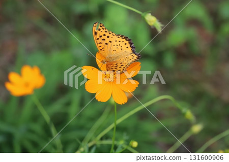 一隻雄性印度貝母蝴蝶從秋季公園盛開的橙黃色波斯菊花中吸食花蜜 一隻雄性印度貝母蝴蝶從秋季公園盛開的橙黃色波斯菊花中吸食花蜜 131600906