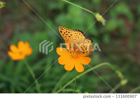 A male Indian fritillary butterfly sucking nectar from orange cosmos flowers blooming in an autumn park 131600907
