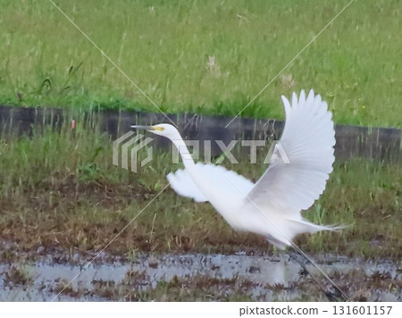 Fly away Shirajiri Fly away Shirajiri 131601157