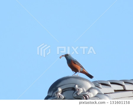 一隻岩鶇嘴裡叼著食物，背景是藍天 131601158