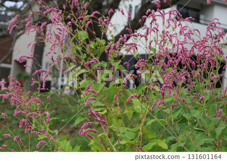 Pink flower spikes of Polygonum gracilis blooming in an autumn park 131601164