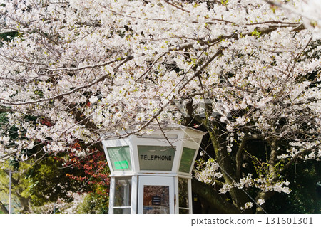 Cherry blossoms at Motomachi Park in Yamate, Yokohama 131601301