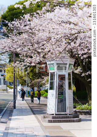 Cherry blossoms at Motomachi Park in Yamate, Yokohama 131601303