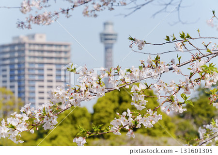 Cherry blossoms at Motomachi Park in Yamate, Yokohama 131601305