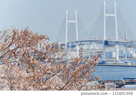 Yokohama coastal scenery: cherry blossom trees and Yokohama Bay Bridge 131601308