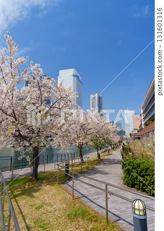 橫濱港未來運河沿岸盛開的櫻花 131601316