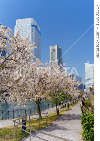 Cherry blossoms blooming along the canal in Minato Mirai, Yokohama 131601317