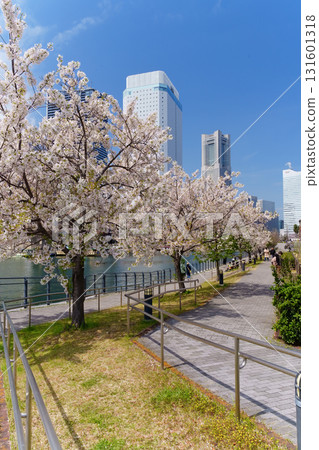 橫濱港未來運河沿岸盛開的櫻花 131601318