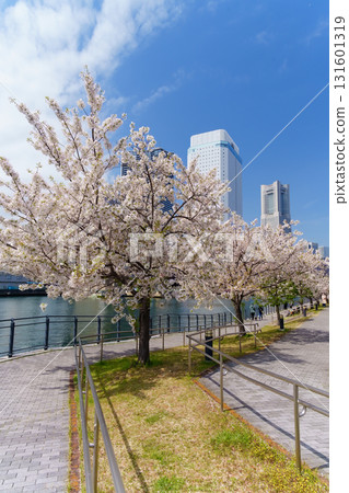 Cherry blossoms blooming along the canal in Minato Mirai, Yokohama Cherry blossoms blooming along the canal in Minato Mirai, Yokohama 131601319