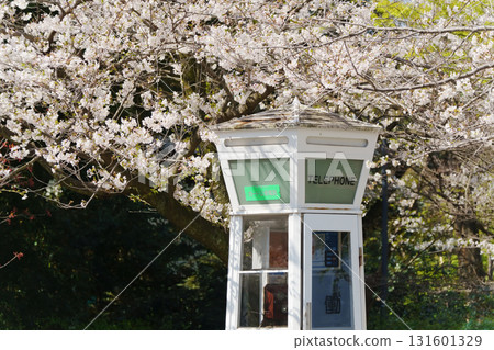 橫濱山手元町公園的櫻花 橫濱山手元町公園的櫻花 131601329