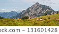 landscape with lying cows on pasture, Postalm plateau with mountains in the Dachstein Alps, Austria 131601428