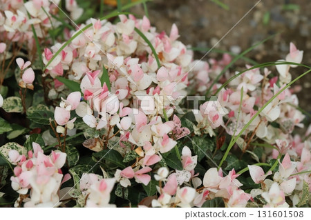 秋日花園裡盛開的白色、粉紅色和綠色雪藤葉 131601508