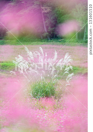 Japanese silver grass in a red buckwheat field, Minowa Town 131601510