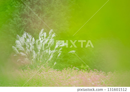 Japanese silver grass in a red buckwheat field, Minowa Town 131601512