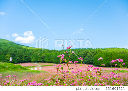 紅色的花朵 紅色的花朵 131601521