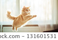 Playful red tabby maine coon cute cat jumping, dynamic pose, indoors 131601531